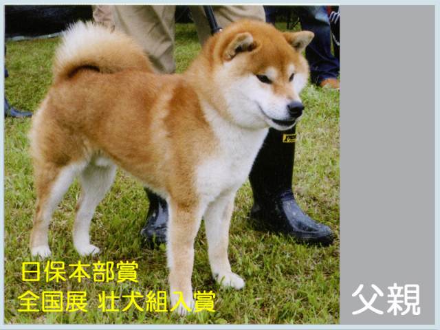 豊後紅貴号 豊後紅貴号