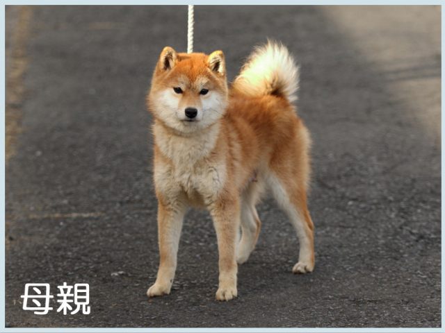 友心号 友心号