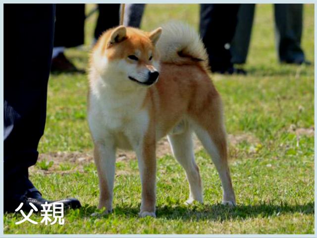 那須の葵竜号2 那須の葵竜号2