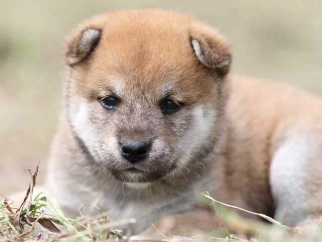 FP5A0043-puupy-shibainu FP5A0043-puupy-shibainu