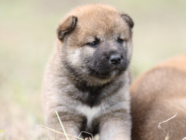 FP5A0058-puupy-shibainu FP5A0058-puupy-shibainu