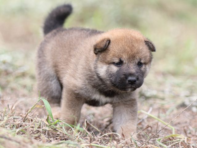 FP5A0107-puupy-shibainu FP5A0107-puupy-shibainu