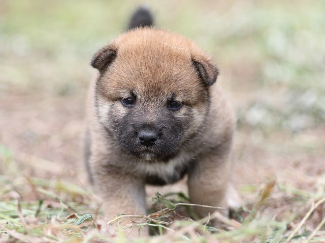 FP5A0109-puupy-shibainu FP5A0109-puupy-shibainu