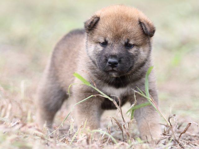 FP5A0135-puupy-shibainu FP5A0135-puupy-shibainu