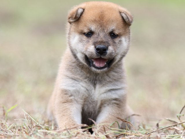FP5A0167-puupy-shibainu FP5A0167-puupy-shibainu