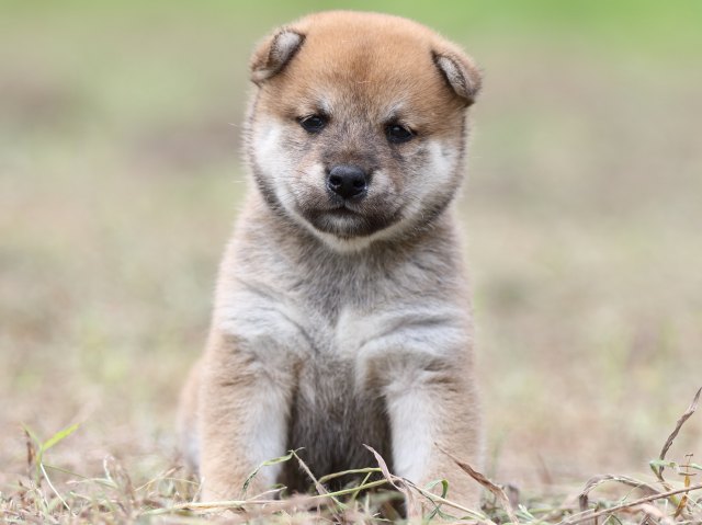 FP5A0173-puupy-shibainu FP5A0173-puupy-shibainu