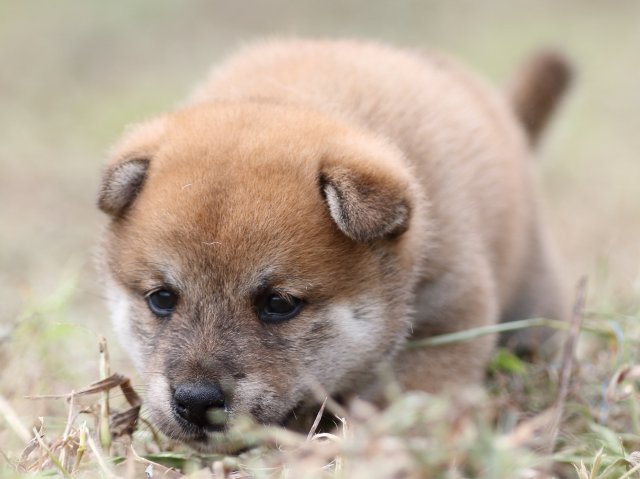 FP5A0198-puupy-shibainu FP5A0198-puupy-shibainu