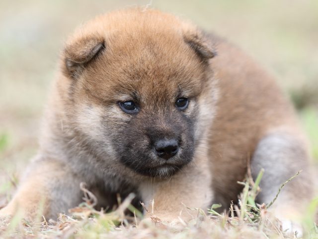 FP5A0220-puupy-shibainu FP5A0220-puupy-shibainu