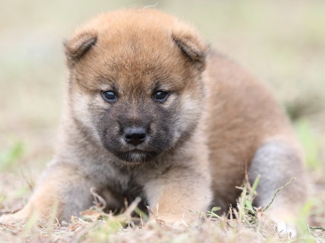 FP5A0223-puupy-shibainu FP5A0223-puupy-shibainu