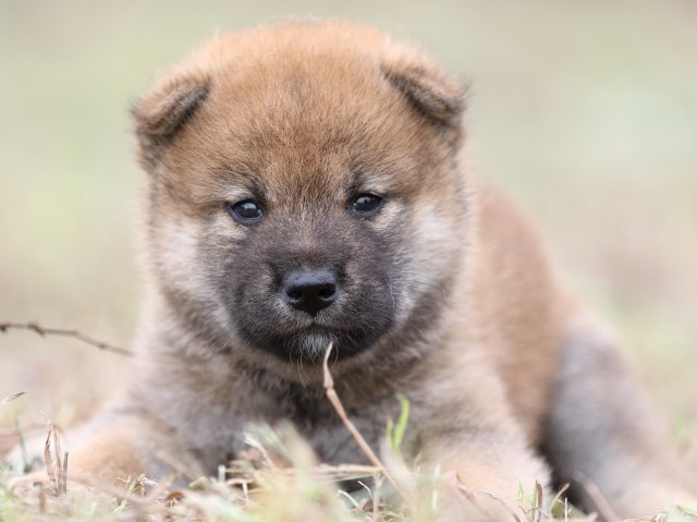 FP5A0241-puupy-shibainu FP5A0241-puupy-shibainu