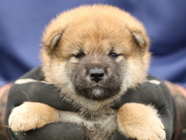 FP5A0255-puupy-shibainu FP5A0255-puupy-shibainu