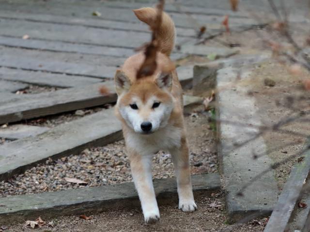 FP5A0629-puppy FP5A0629-puppy