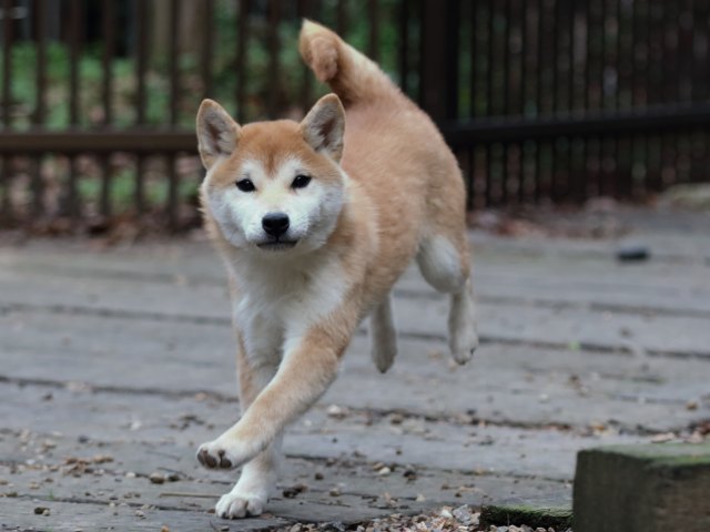 FP5A0645-puppy FP5A0645-puppy