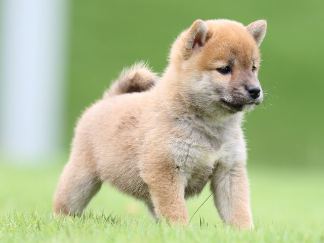 FP5A0652-puupy-shibainu FP5A0652-puupy-shibainu