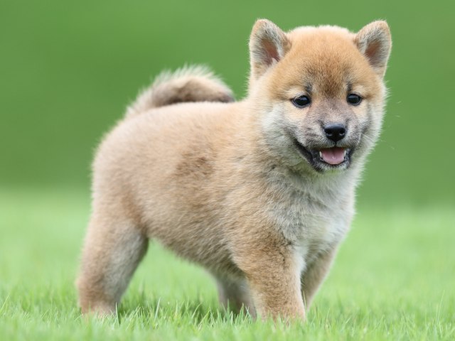 FP5A0670-puupy-shibainu FP5A0670-puupy-shibainu