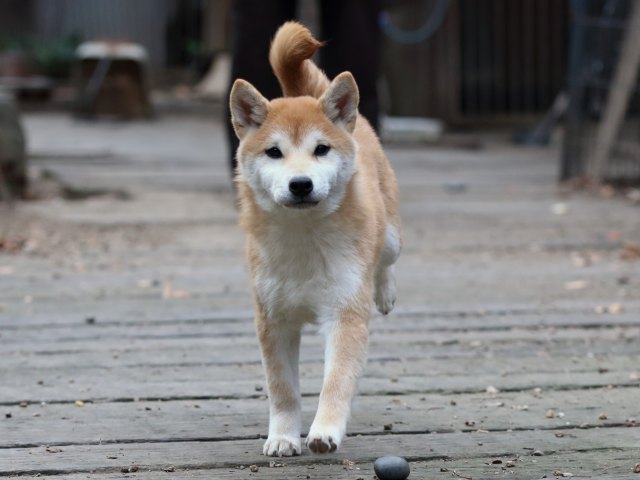 FP5A0693-puppy FP5A0693-puppy