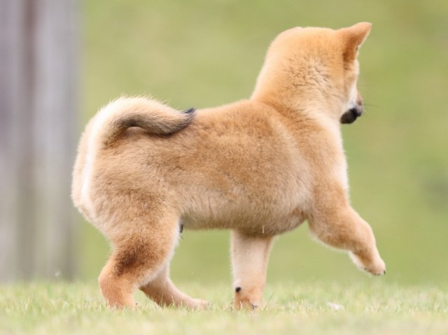 FP5A0695-puupy1-shibainu FP5A0695-puupy1-shibainu