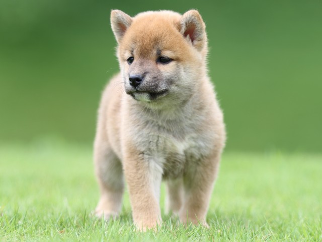 FP5A0709-puupy-shibainu FP5A0709-puupy-shibainu