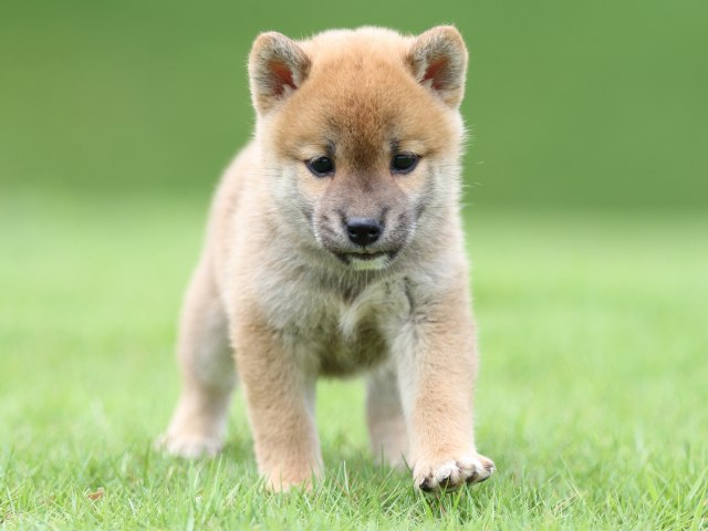 FP5A0712-puupy-shibainu FP5A0712-puupy-shibainu