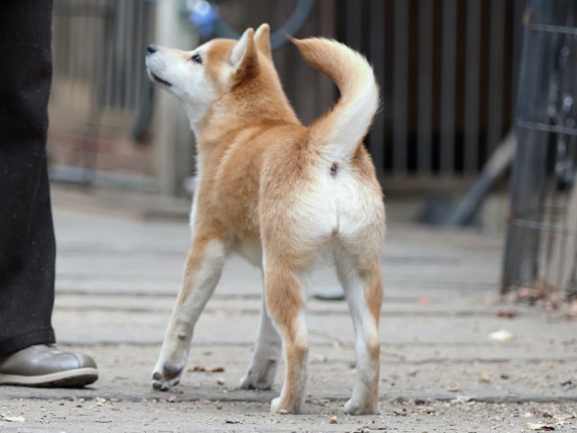 FP5A0716-puppy FP5A0716-puppy
