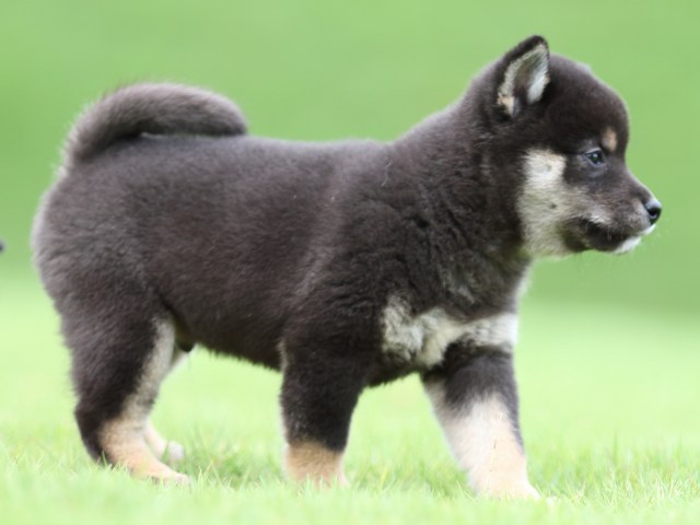 FP5A0718-puupy-shibainu FP5A0718-puupy-shibainu