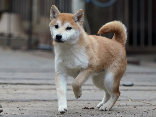 FP5A0720-puppy FP5A0720-puppy