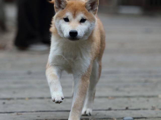 FP5A0734-puppy FP5A0734-puppy