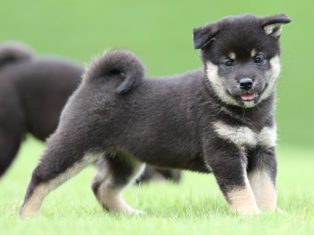 FP5A0737-puupy-shibainu FP5A0737-puupy-shibainu