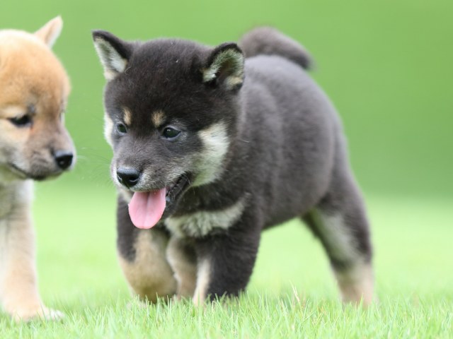 FP5A0765-puupy-shibainu FP5A0765-puupy-shibainu