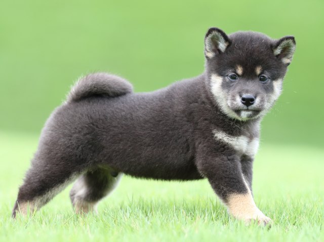 FP5A0772-puupy-shibainu FP5A0772-puupy-shibainu