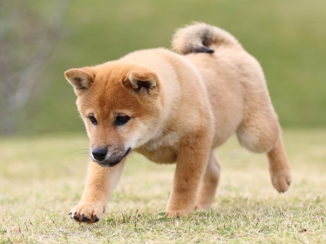 FP5A0791-puupy1-shibainu FP5A0791-puupy1-shibainu