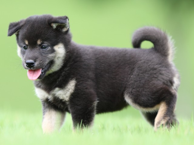 FP5A0818-puupy-shibainu FP5A0818-puupy-shibainu