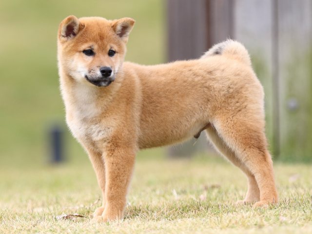 FP5A0824-puupy1-shibainu FP5A0824-puupy1-shibainu