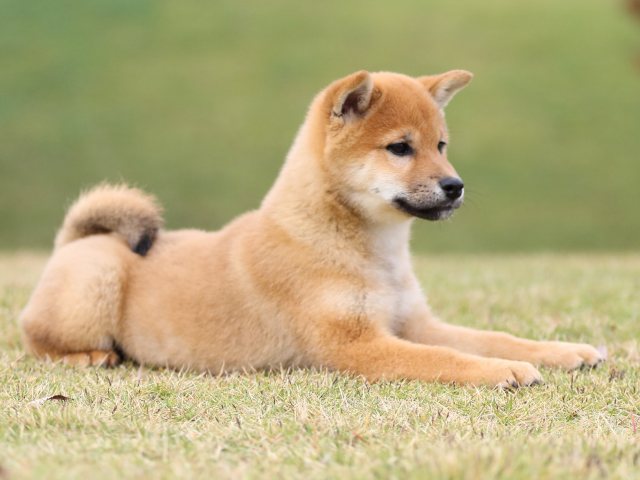 FP5A0846-puupy1-shibainu FP5A0846-puupy1-shibainu