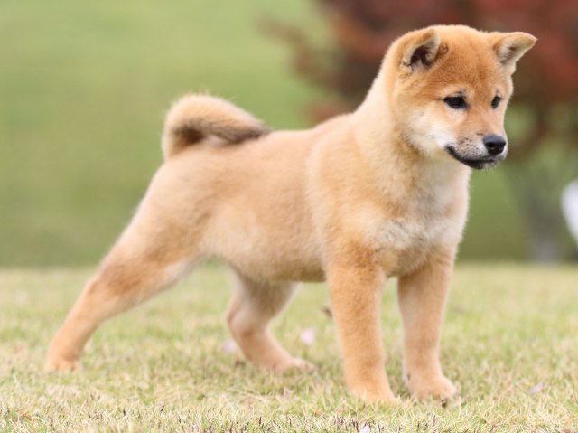 FP5A0852-puupy1-shibainu FP5A0852-puupy1-shibainu