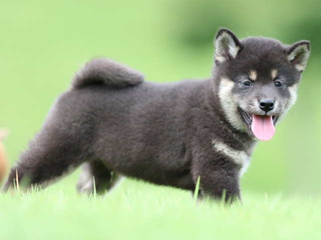 FP5A0858-puupy-shibainu FP5A0858-puupy-shibainu
