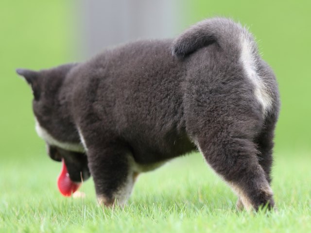FP5A0871-puupy-shibainu FP5A0871-puupy-shibainu