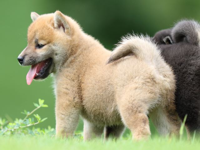 FP5A0881-puupy-shibainu FP5A0881-puupy-shibainu