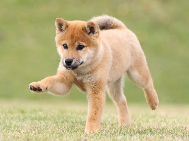 FP5A0887-puupy1-shibainu FP5A0887-puupy1-shibainu