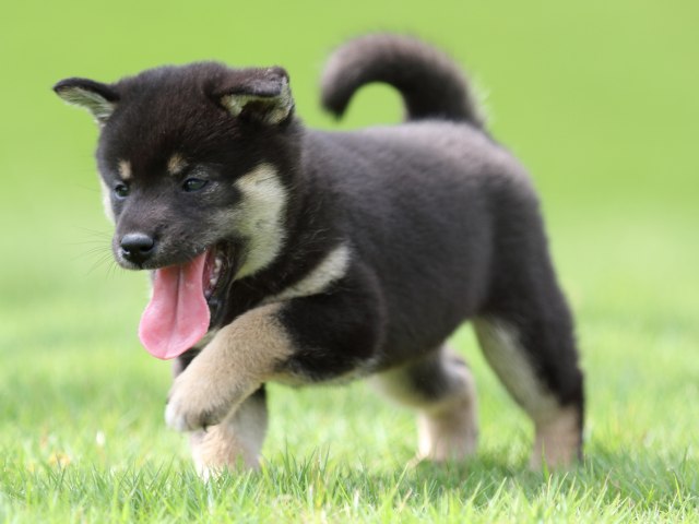 FP5A0958-puupy-shibainu FP5A0958-puupy-shibainu