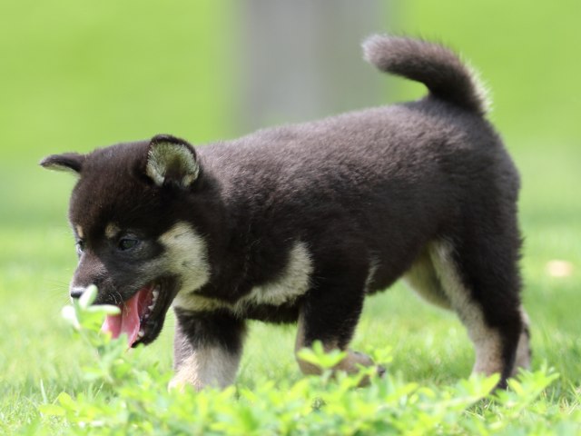 FP5A0962-puupy-shibainu FP5A0962-puupy-shibainu