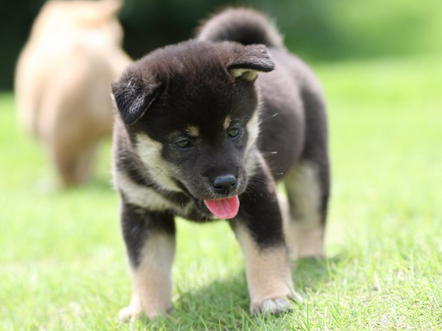 FP5A0991-puupy-shibainu FP5A0991-puupy-shibainu