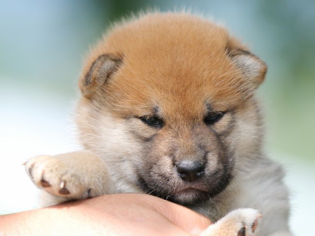 FP5A1537-shibainu FP5A1537-shibainu