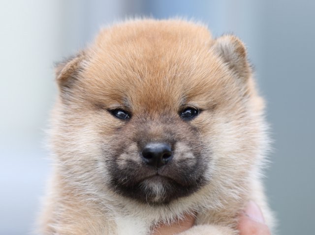 FP5A1550-shibainu FP5A1550-shibainu