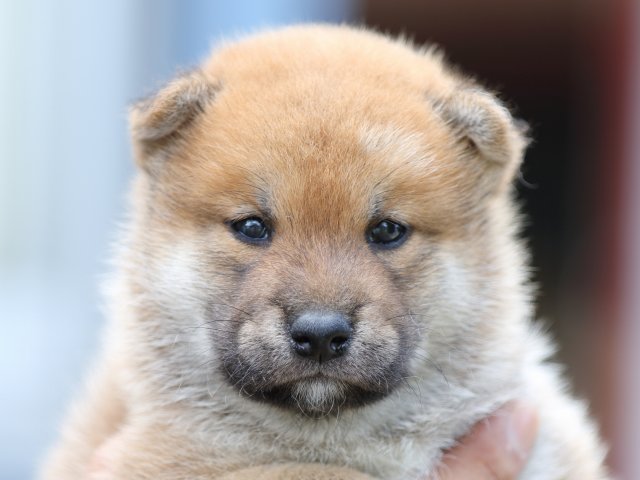 FP5A1571-shibainu FP5A1571-shibainu