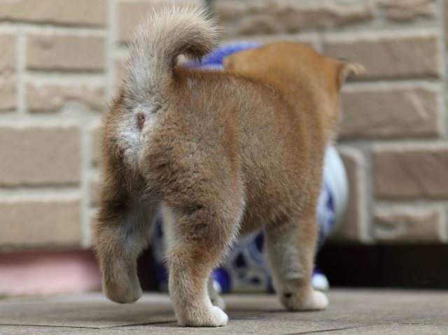 FP5A2048-puupy-shibainu FP5A2048-puupy-shibainu