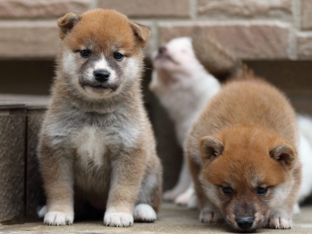 FP5A2052-puupy-shibainu FP5A2052-puupy-shibainu