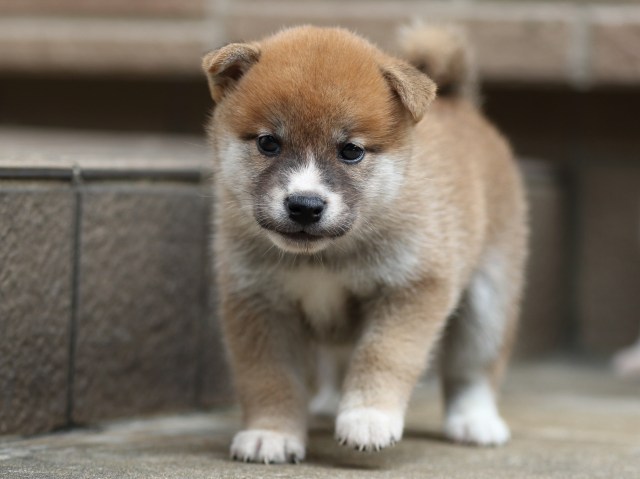 FP5A2062-puupy-shibainu FP5A2062-puupy-shibainu
