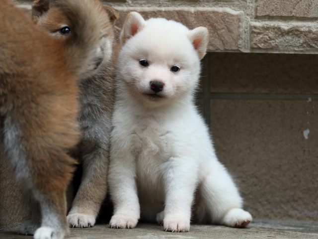 FP5A2074-puupy-shibainu FP5A2074-puupy-shibainu