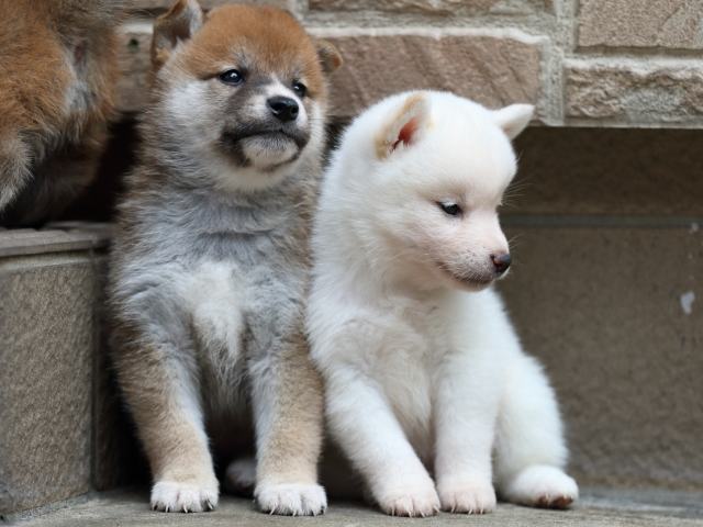 FP5A2081-puupy-shibainu FP5A2081-puupy-shibainu